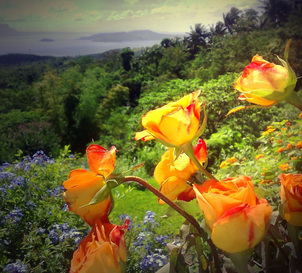 Yellow Roses on a hill