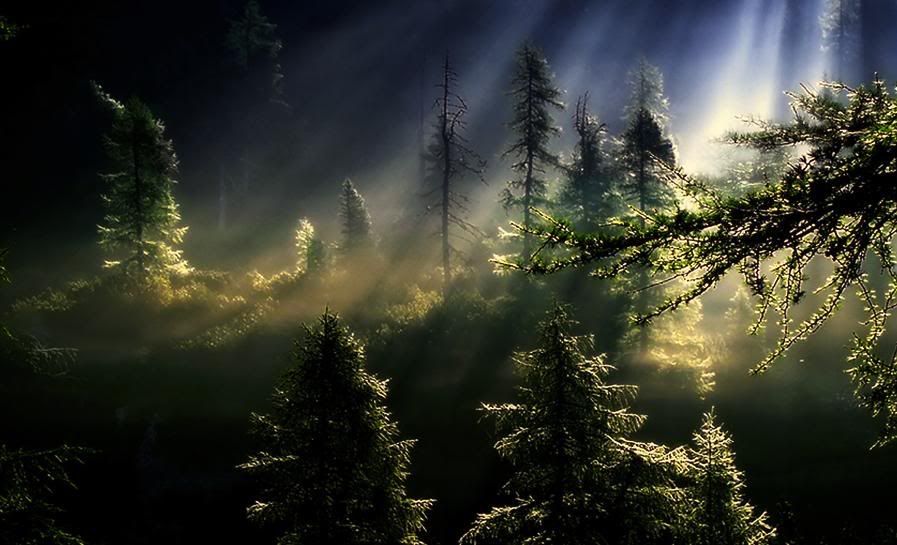Forest Light