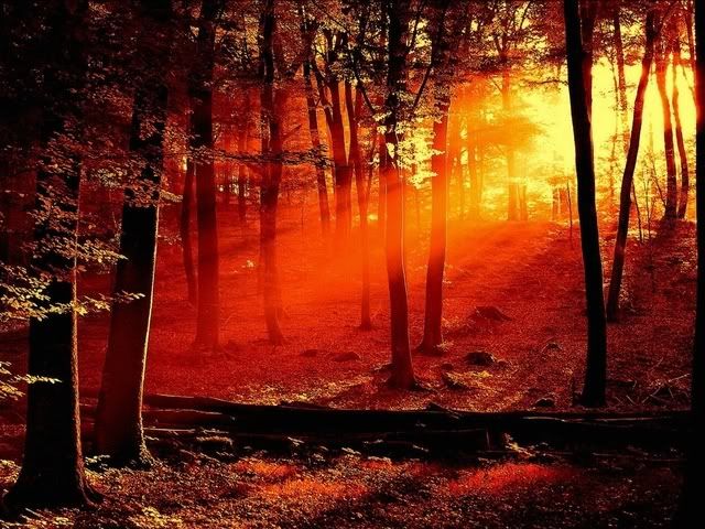 red forest light