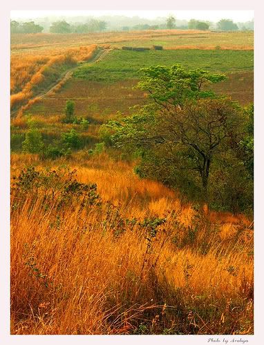 Orange brown grass landscape