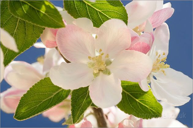 Cherry Blossoms