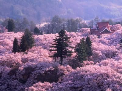 Cherry Blossoms from above