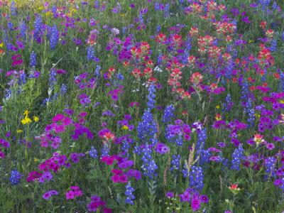 Pretty flower field