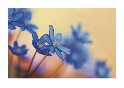 Soft blue flowers