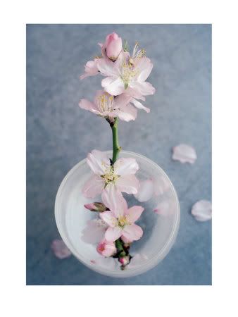 Pink blossoms in bowl