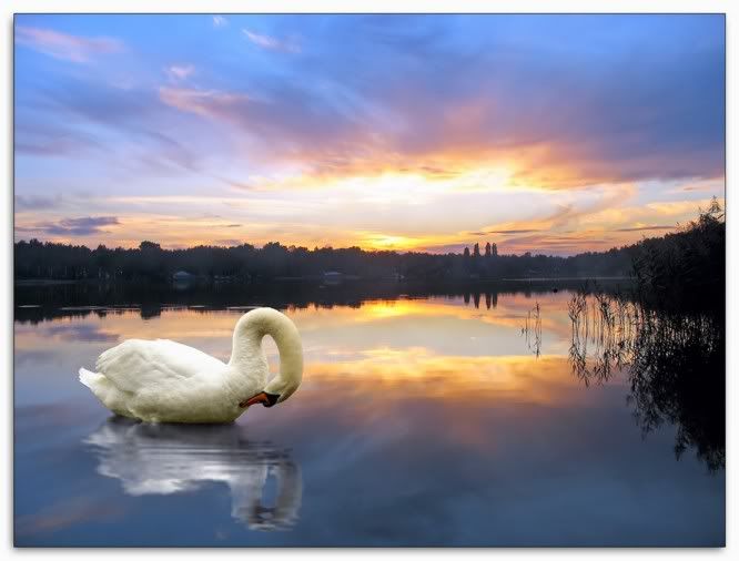 Swan in sunset smaller version