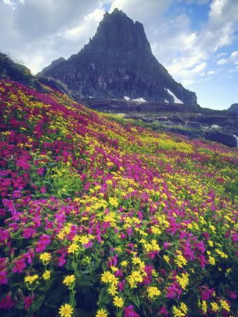 Mountain and wildflowers