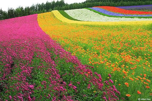 Colorful flower field