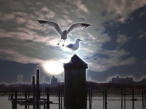 Glowing Seagulls
