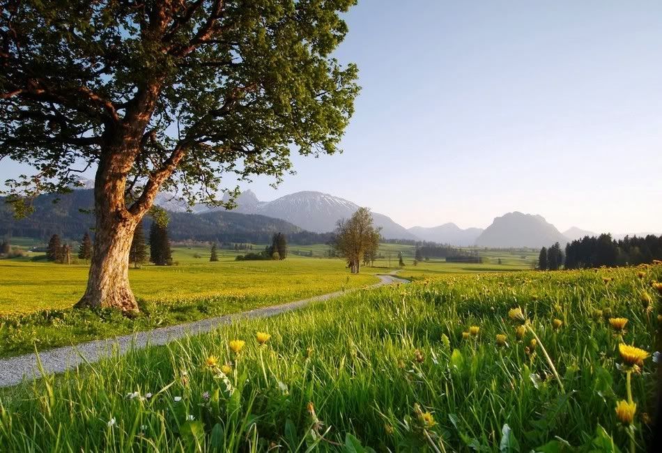 Tree field and mountains