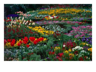 Garden flowers