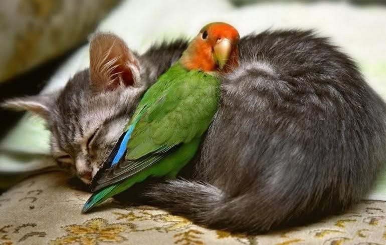 Cat and Lovebird Pictures, Images and Photos
