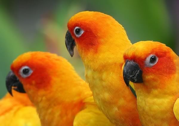 Sun conures