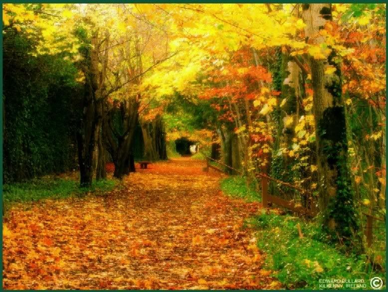 Fall Leaves path