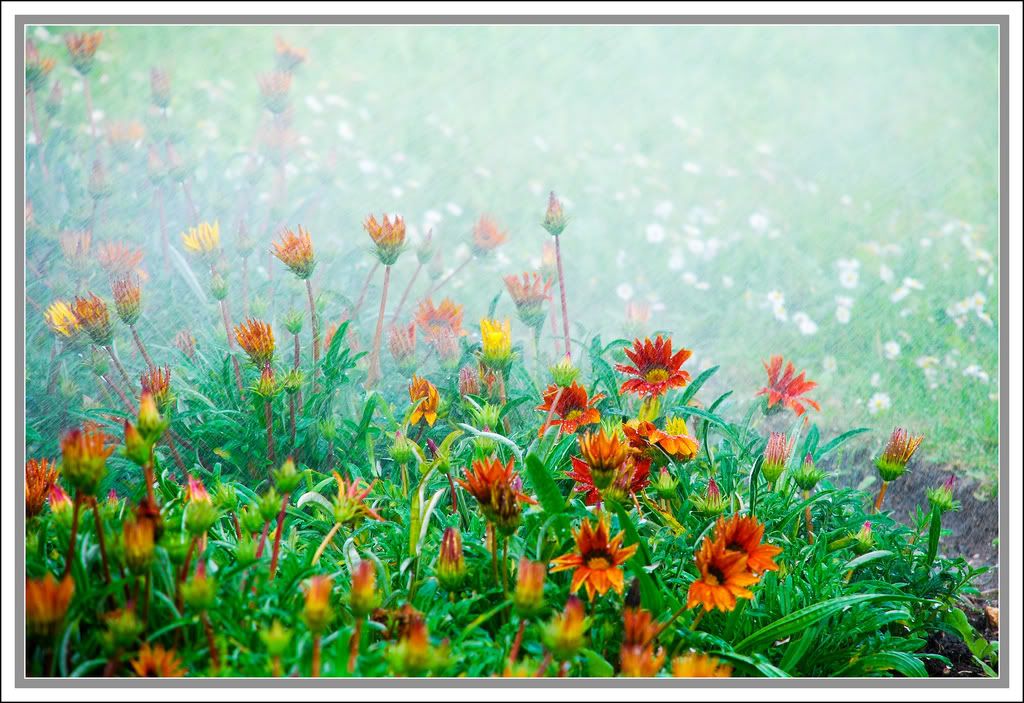 Flowers in the fog