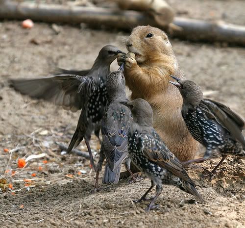 Food fight