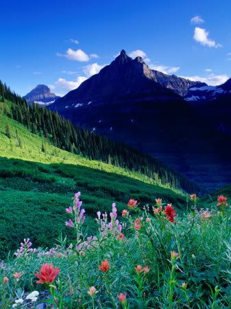 Mountain and Wildflowers