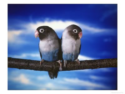 blue masked lovebirds