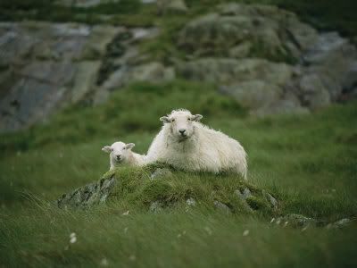 Sheep on green