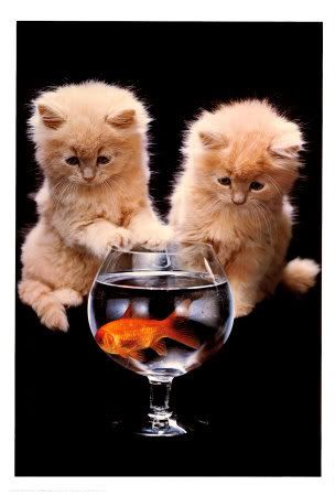 Kittens and goldfish
