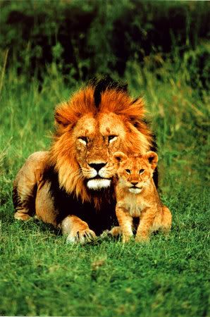 lion and baby