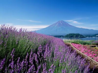 Mt Fuji and Lavender