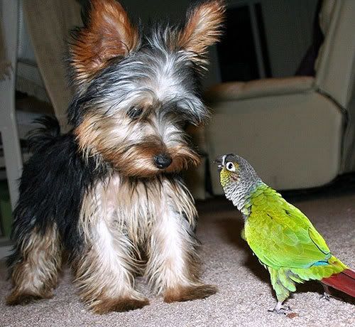 Parrot and dog