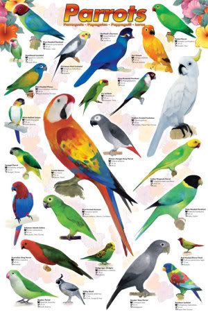 Parrots poster
