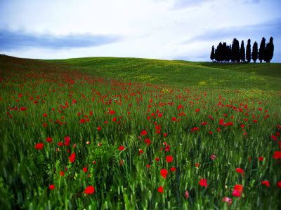 Poppies in field