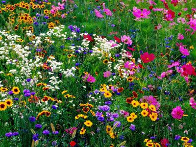 Colorful wildflowers