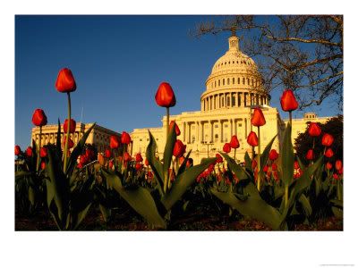 Tulips at Capitol building