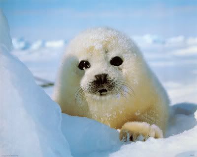 seal-pup.jpg