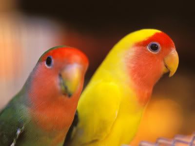 Peach faced love birds