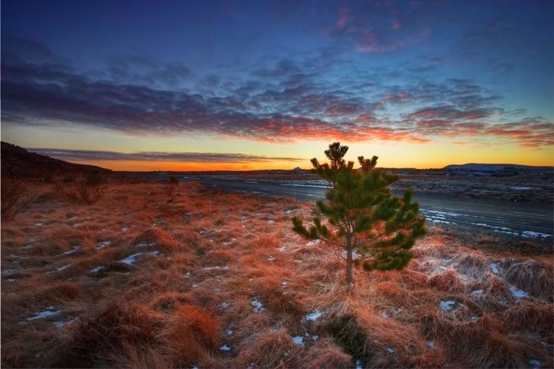 Tree Sunrise