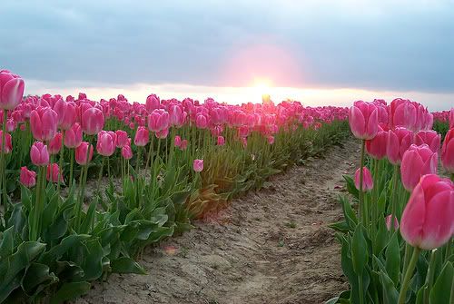 Tulips