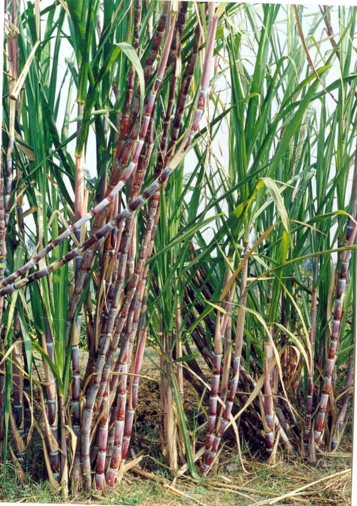 Sugarcane.jpg