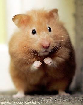hamster Pictures, Images and Photos