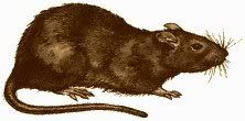 rat
