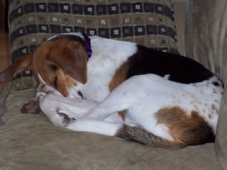 100_0309.jpg Sleepy Dog image by heydjbren