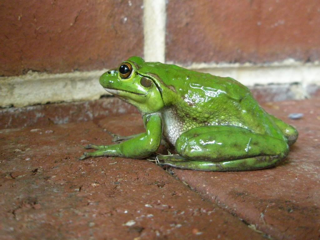 ourfrog.jpg