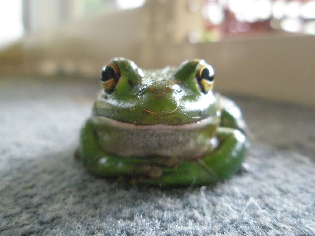 ourfrog002.jpg