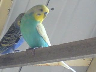 DSC00411-1.jpg