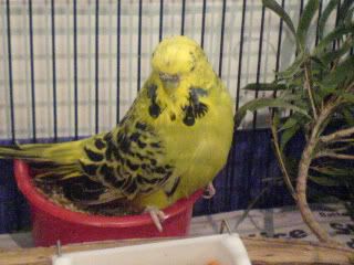 DSC00438.jpg