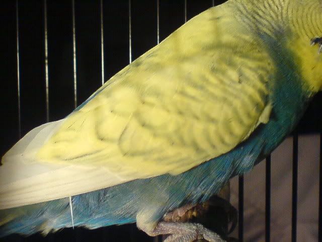 DSC00499.jpg