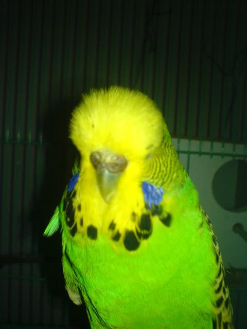 DSC00924.jpg