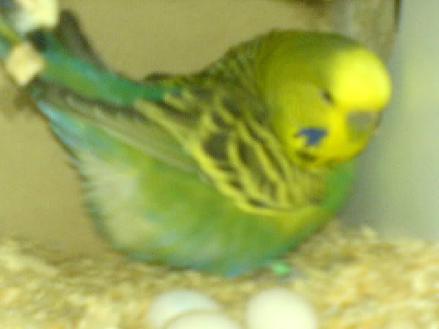 DSC01040.jpg