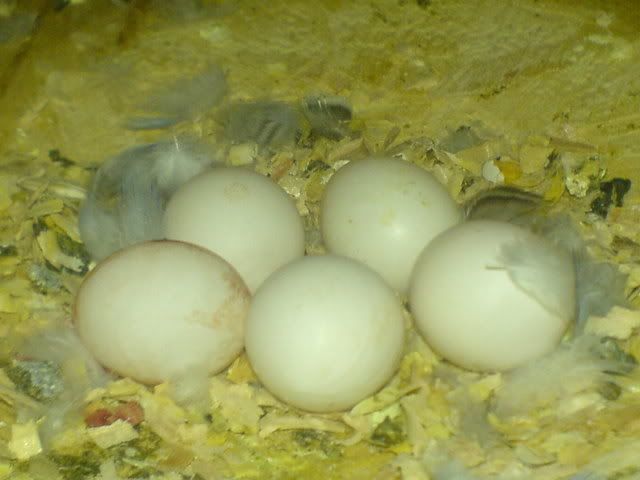 DSC01160.jpg