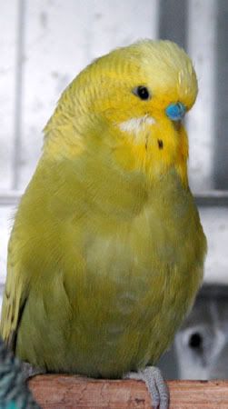 mycull08016.jpg