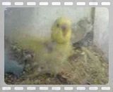 th_MOV00002-5.jpg