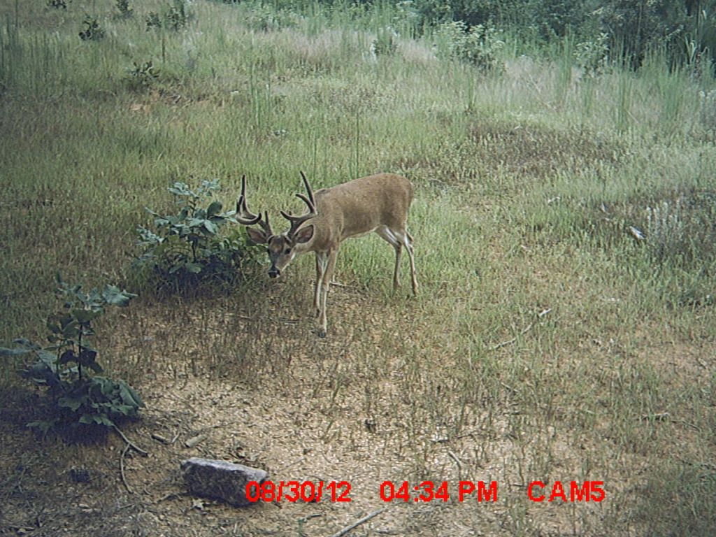 buck008.jpg